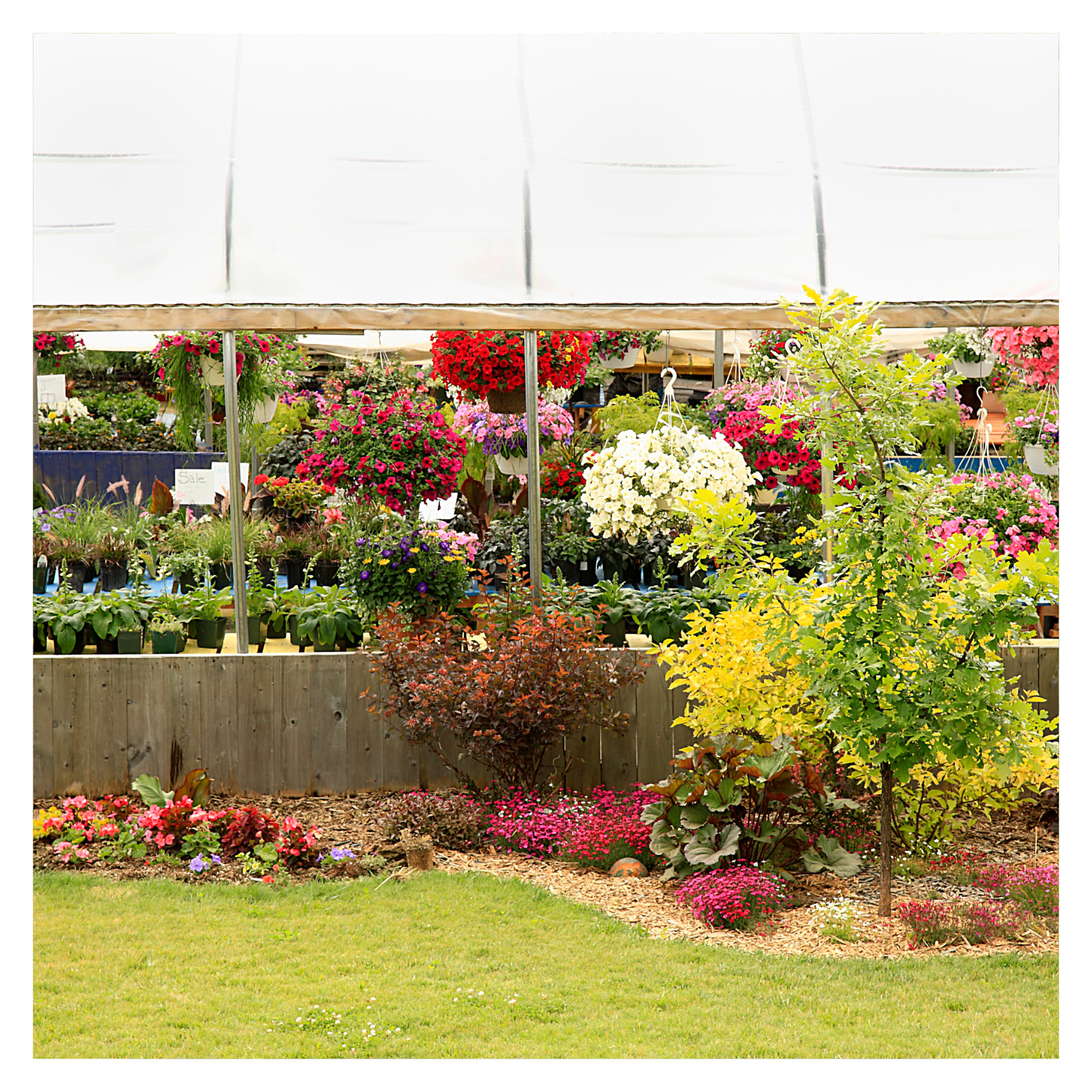 Annual vs. Perennial Flowers: Choosing the Best for Your Garden