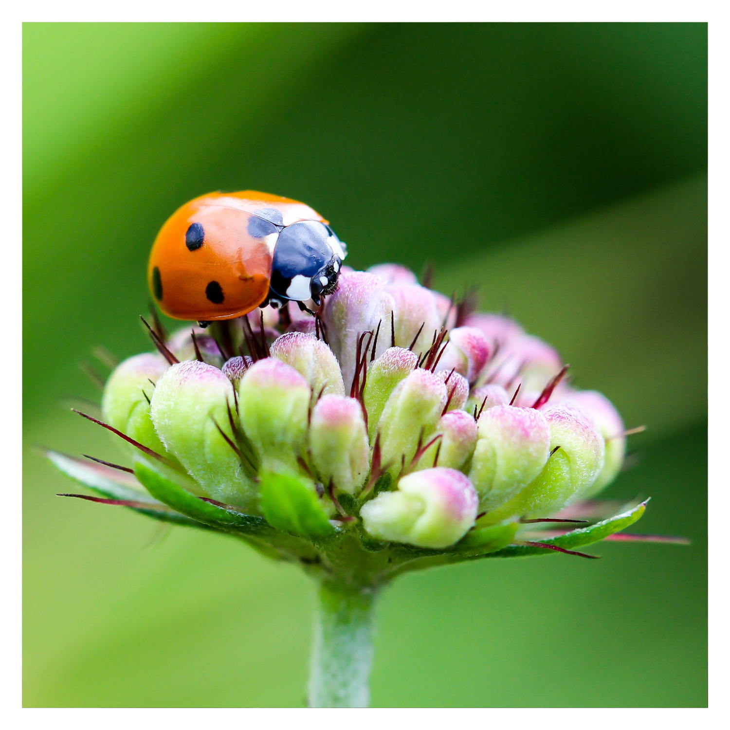 Garden Allies: Attracting Beneficial Insects