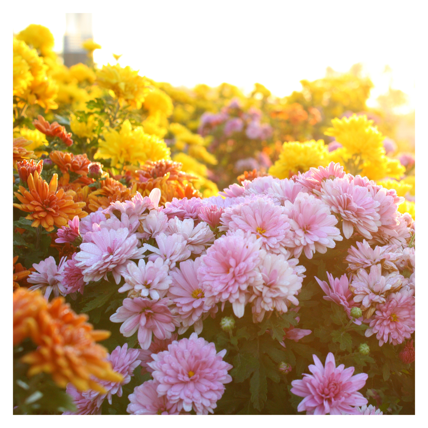 Chrysanthemums: The Secret to a Vibrant Fall Garden