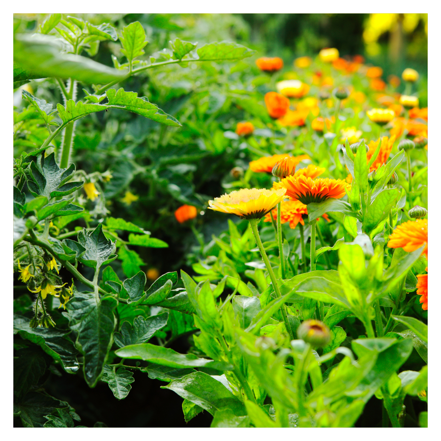 Companion Planting Strategies for Cold Climate Gardens