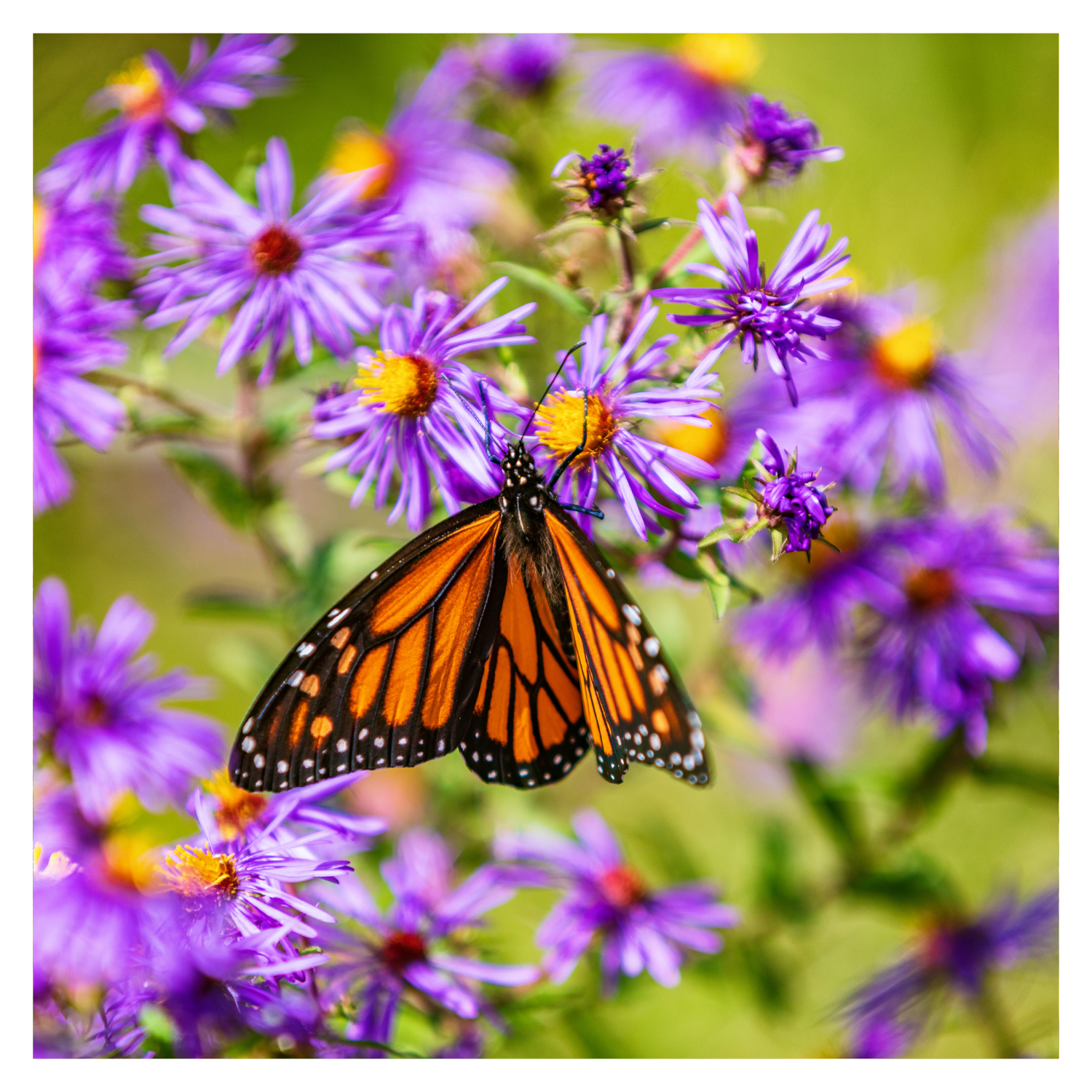 Creating a Monarch Butterfly Haven in Zone 4