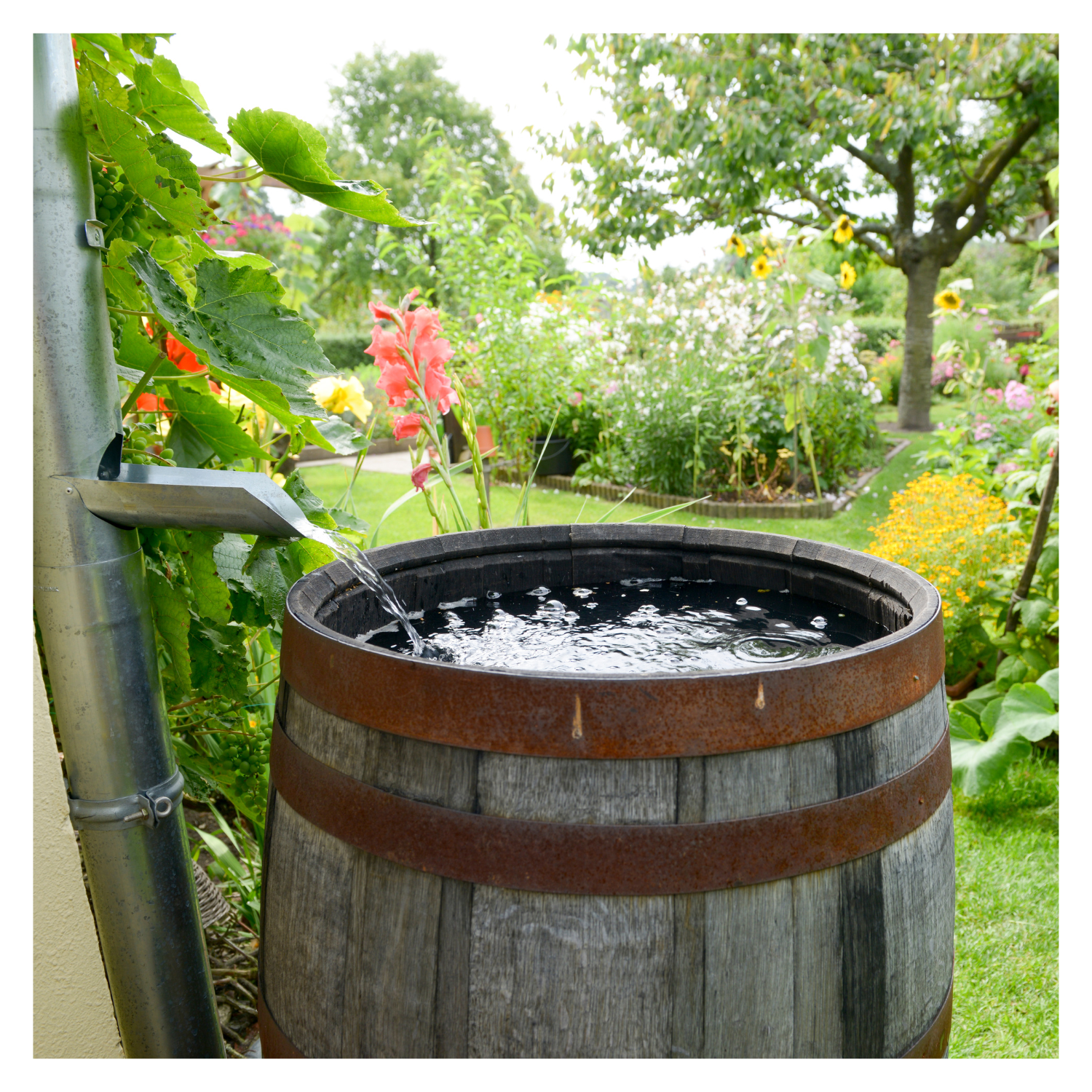 Creating an Eco-Friendly Rain Garden: Preserving Every Drop