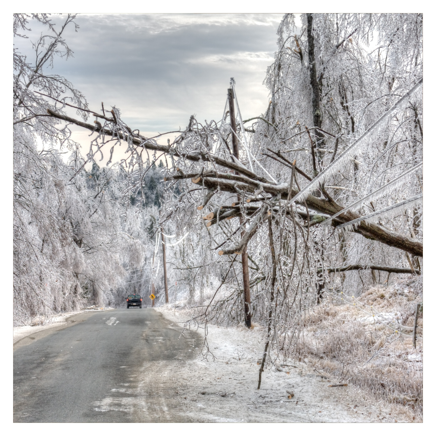From Ice to Renewal: Caring for Your Trees and Shrubs After a Harsh Winter