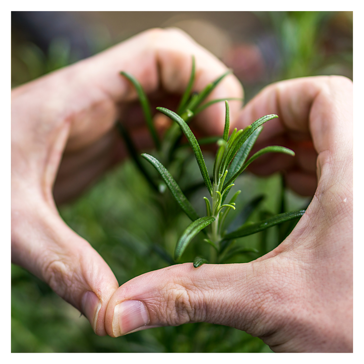 Growing and Caring for an Herb Garden in Zone 4