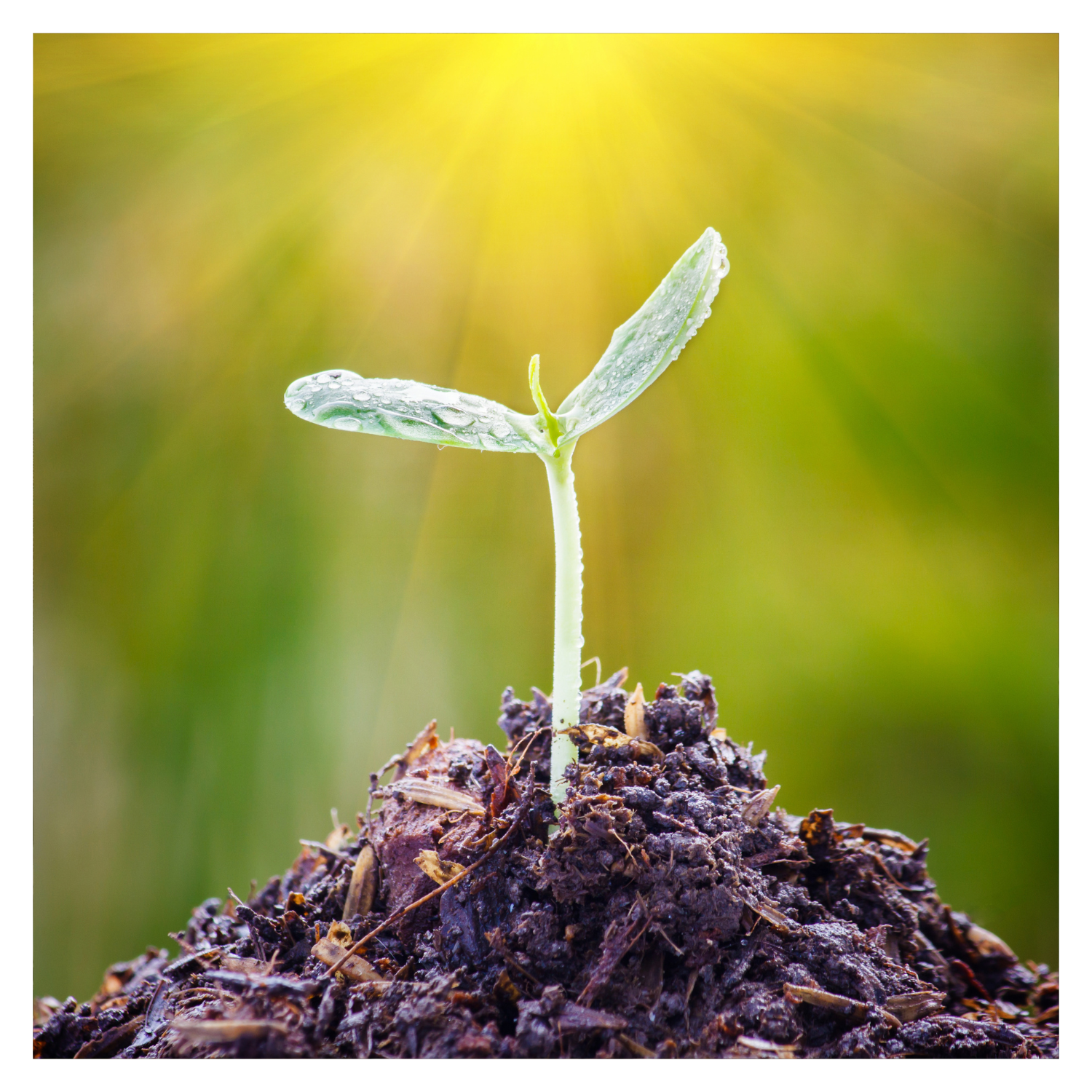 Planning Ahead: Indoor Seed Starting Tips for Northern Gardeners