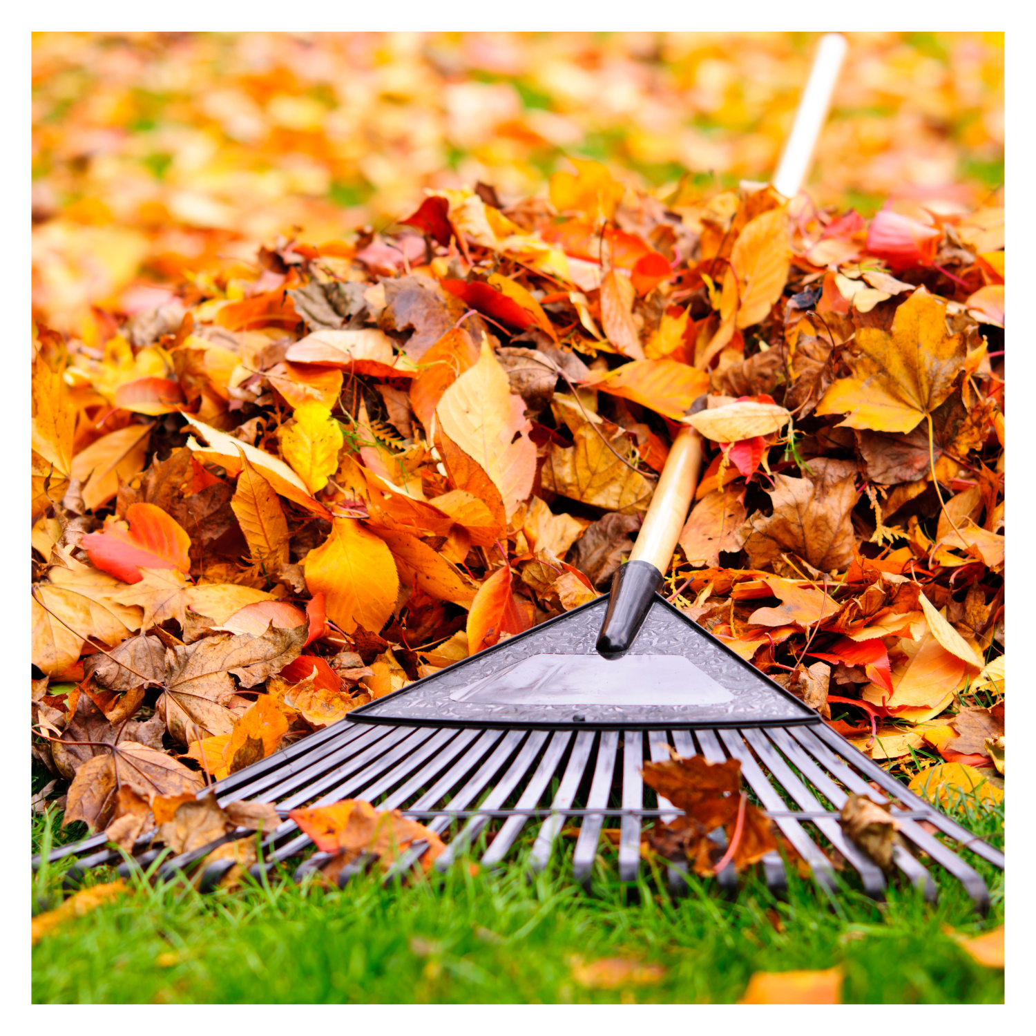 Plant Now, Bloom Later: Winter Garden Prep & Fall Bulbs