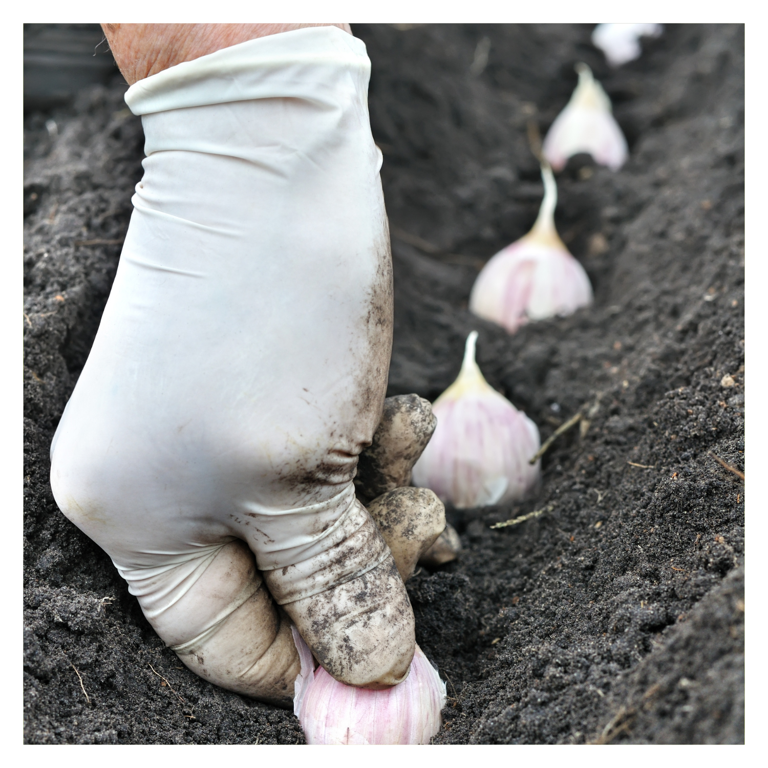 Fall Garlic Planting, Harvesting, and Health Benefits