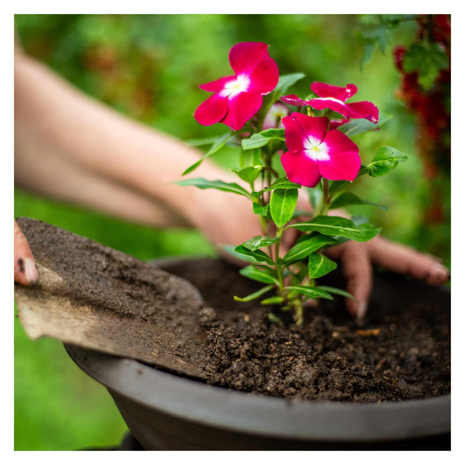 Spring Transplanting Tips for Success in Zone 4