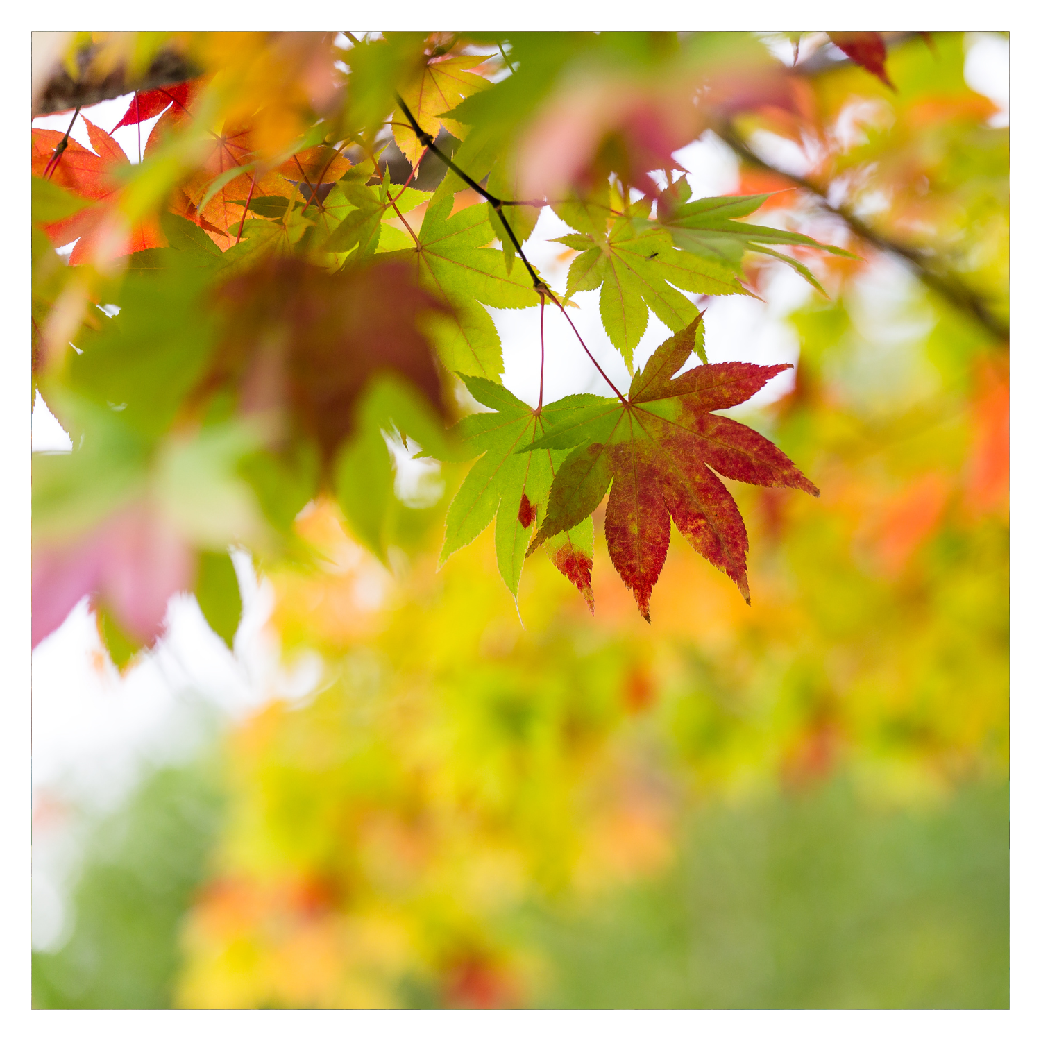 Why Leaves Change Colour in the Fall: A Marvel of Nature