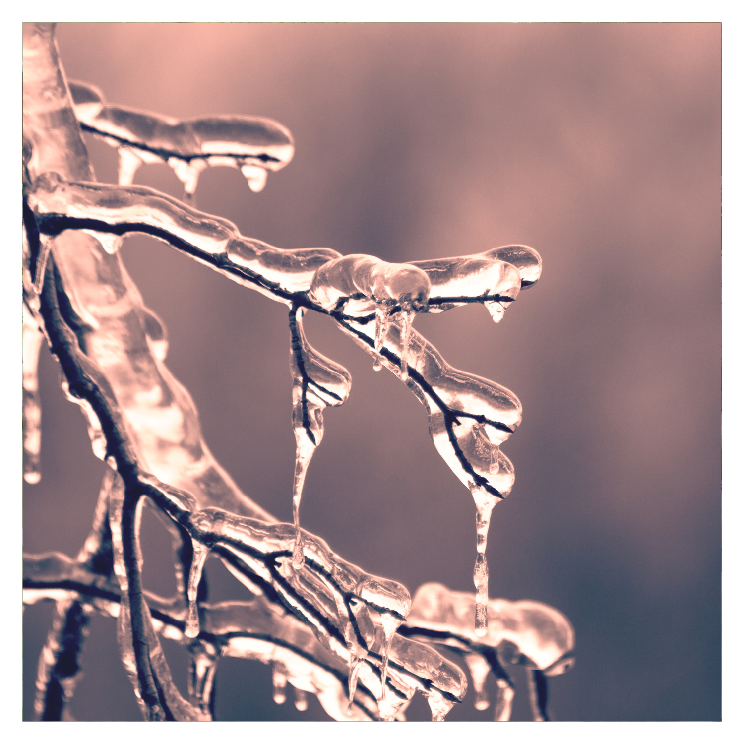 Winterizing Trees and Shrubs in Zone 4