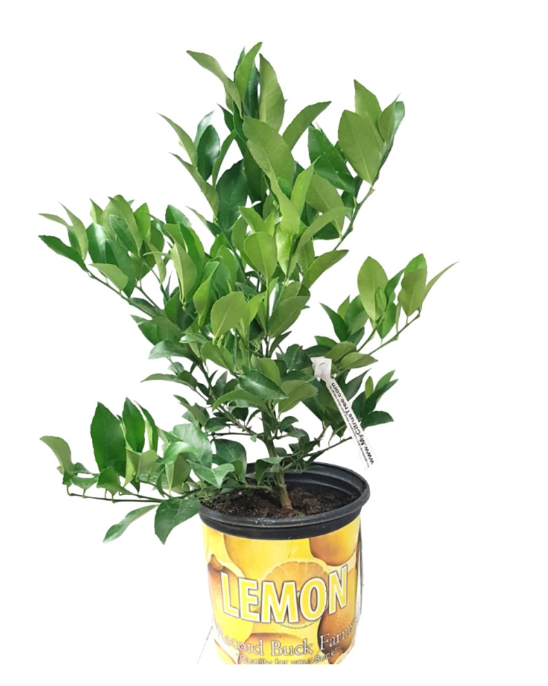 Meyer Lemon Tree - 8inch (3.8 L Container)