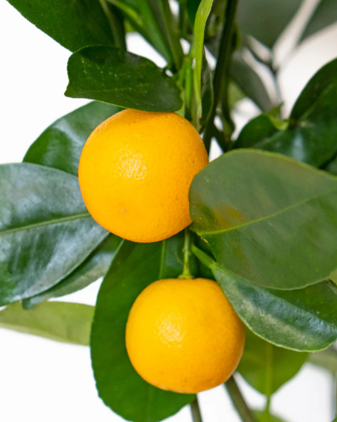 Citrus Calamondin — 8inch (3.8 L Container)