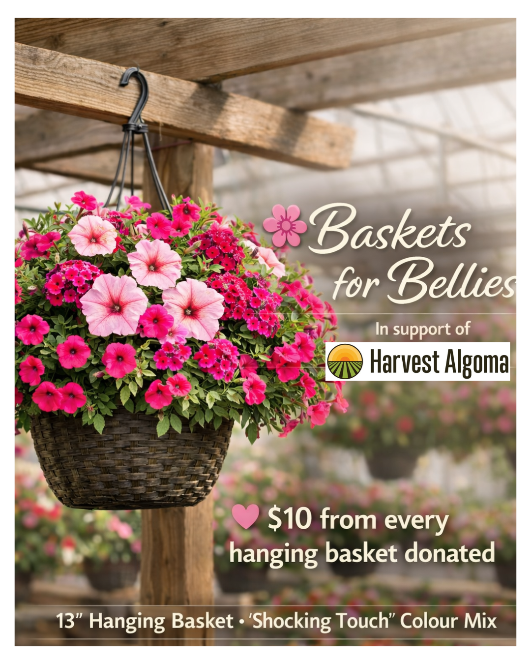 13inch "Shocking Touch" Baskets for Bellies (Pre Sale)