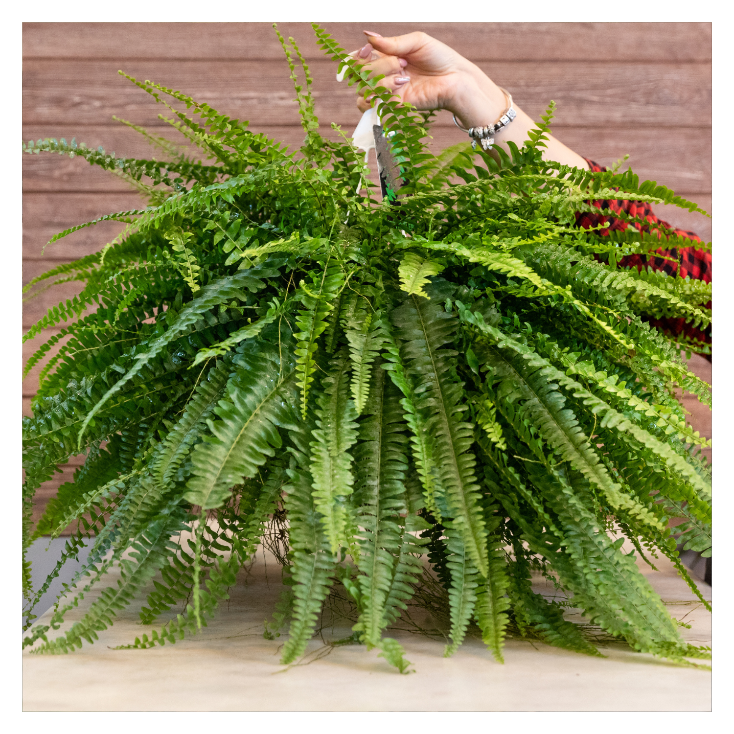 Lush and Lovely: Caring for Boston Ferns in Spring and Summer