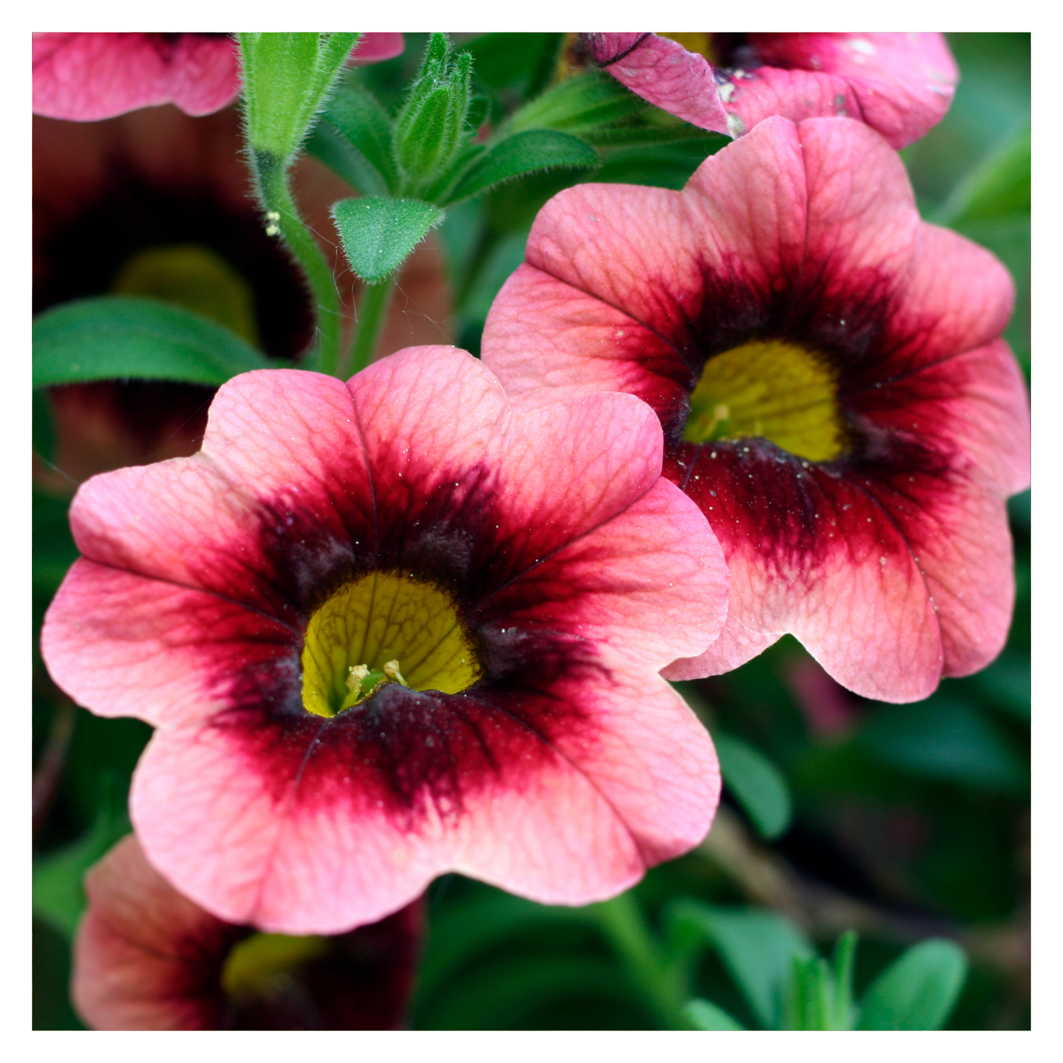 Calibrachoa