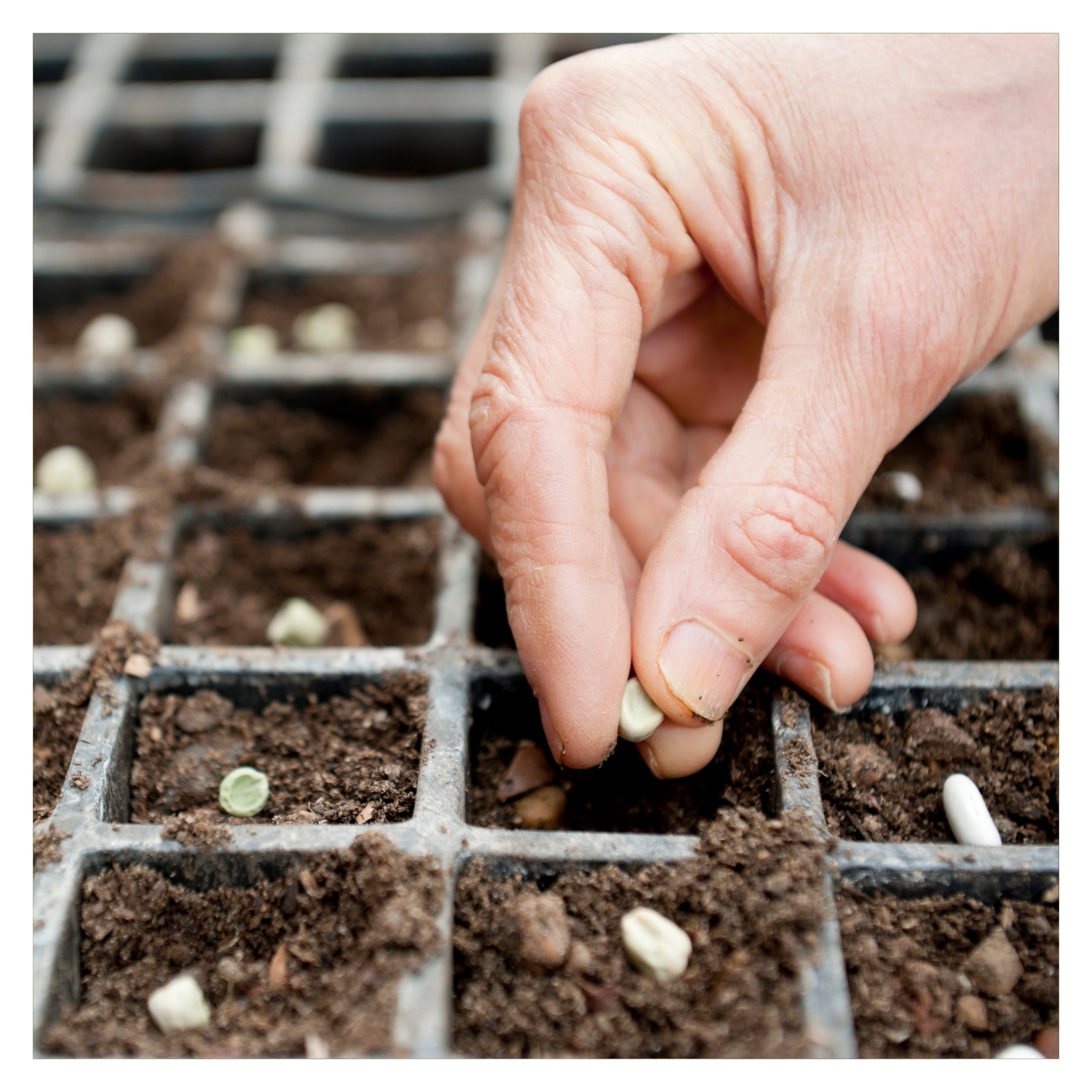 Empower Your Garden: Mastering the Art of Seed Saving