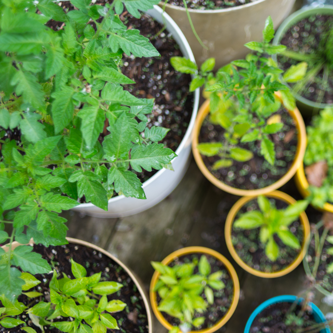 Cultivating Beauty and Bounty: Container Gardening in Sault Ste. Marie