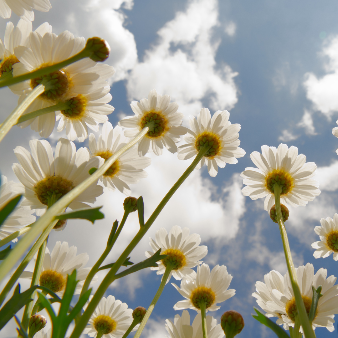 Timeless & Tough: Growing Daisies in Sault Ste. Marie