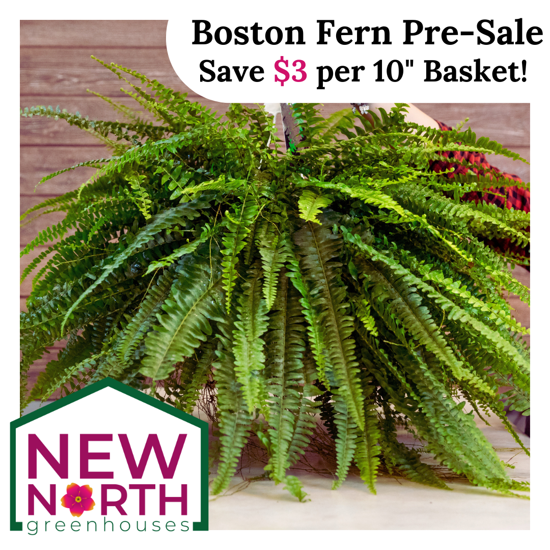 10" Boston Fern Hanging Basket: PRE-SALE!