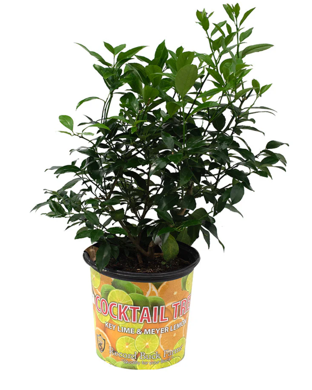 Lemon-Lime Cocktail Bush — 8inch (3.8 L Container)