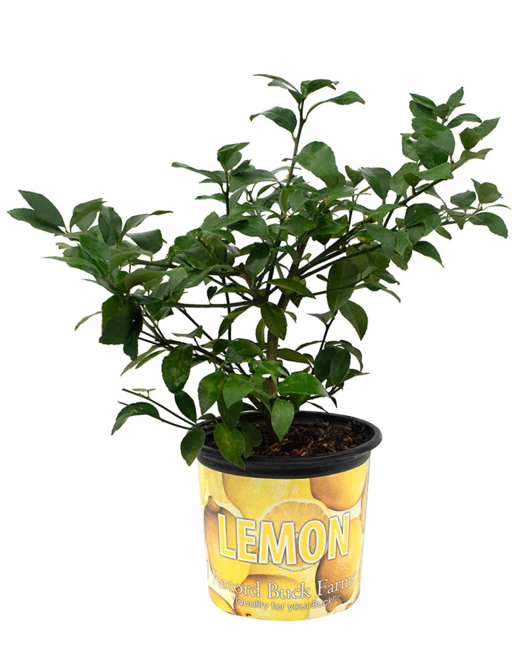 Harvey Lemon Tree - 8inch (3.8L)
