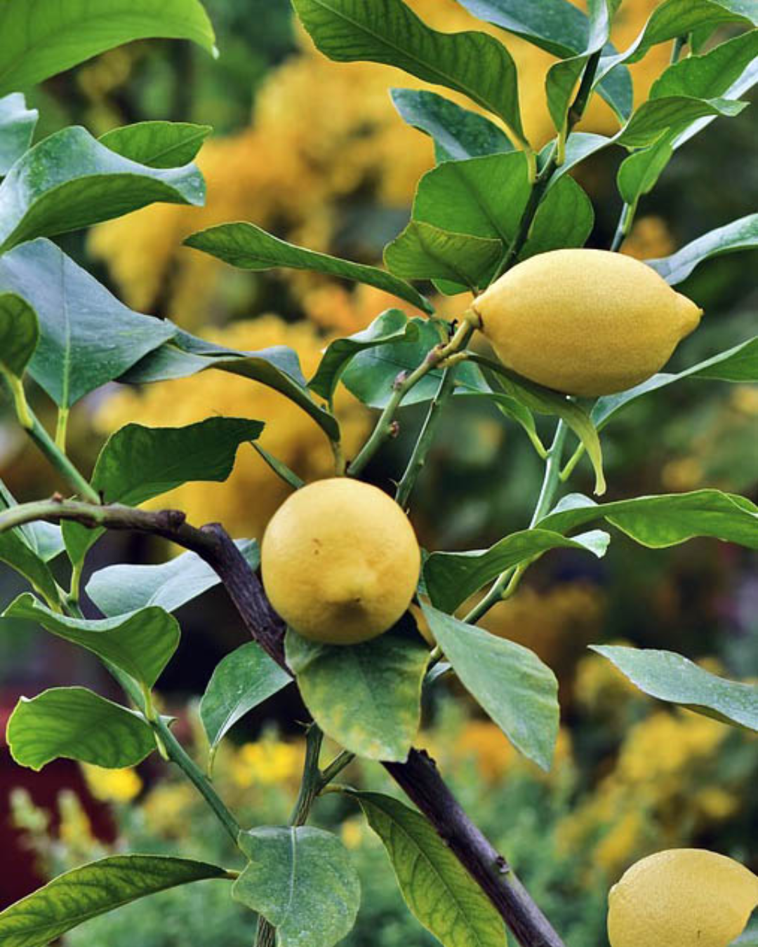 Harvey Lemon Tree - 8inch (3.8L)
