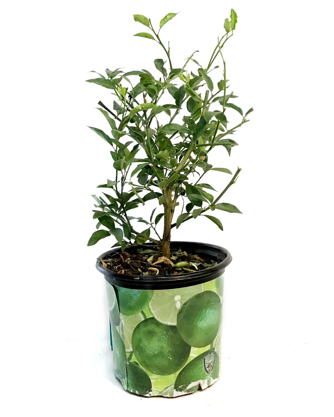 Limequat Tree - 8inch (3.8L)