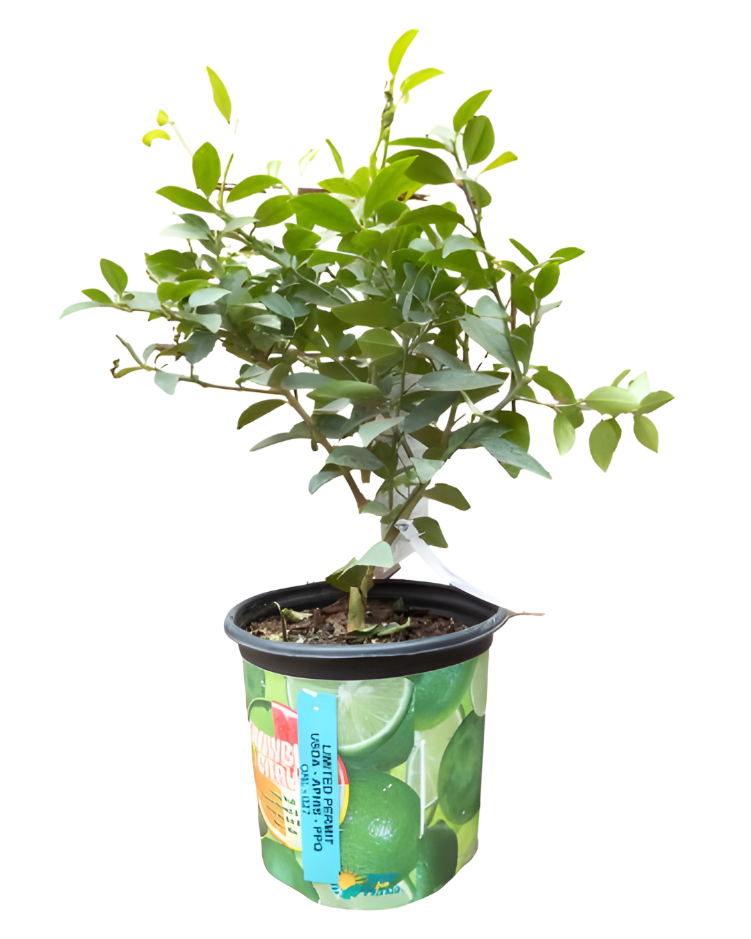 Key Lime Tree (Thorny) - 8inch (3.8L)