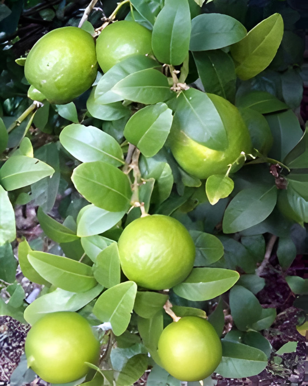 Key Lime Tree (Thorny) - 8inch (3.8L)