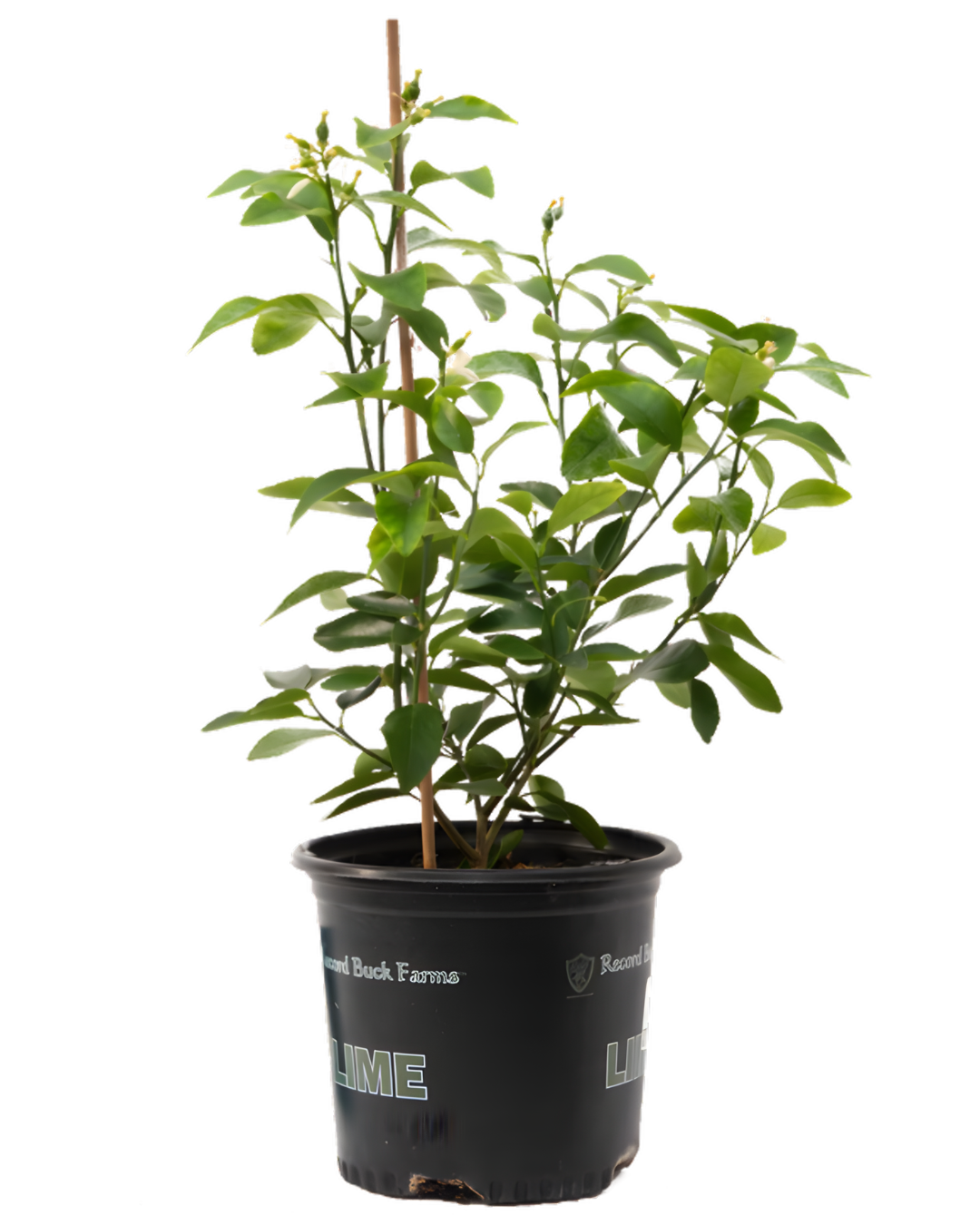 Persian Lime Tree — 8inch (3.8 L Container)