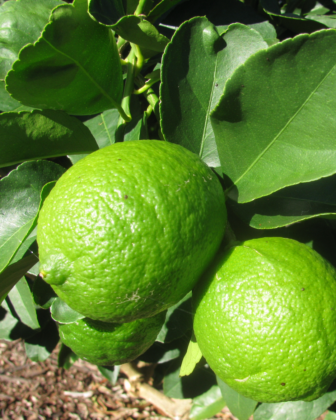 Persian Lime Tree — 8inch (3.8 L Container)