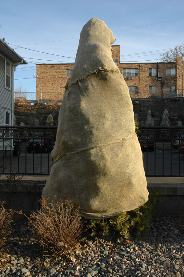Protect your new evergreens with burlap wrap